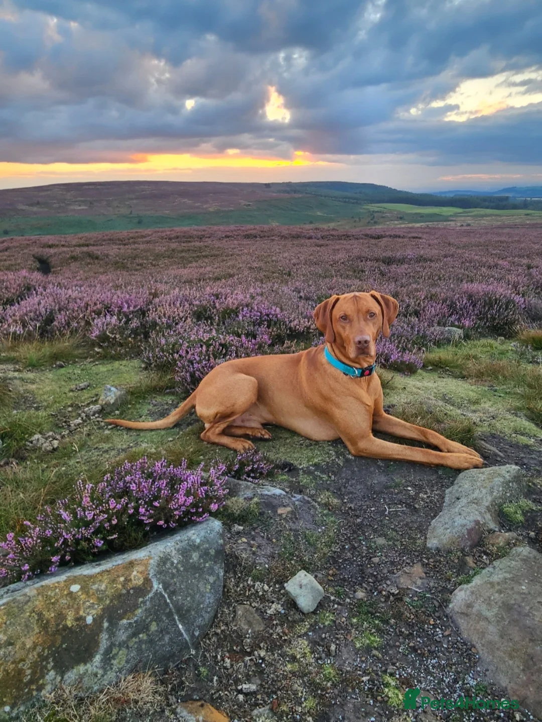 Hungarian Vizsla dogs for stud: Rummy the Vizsla- Available for Stud FREE!! in Middlesbrough - Advert 1