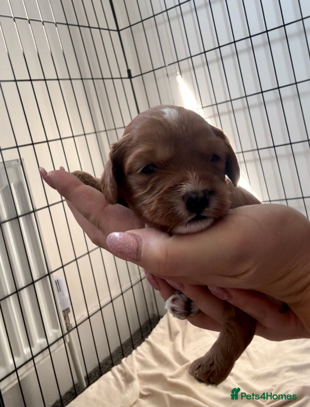 Cavapoo dogs for sale: Red Cavapoo Puppies 4 males 1 female Left - Image 8