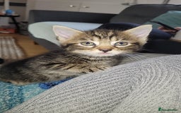 Mixed Breed cats for sale: Beautiful mixed kittens 2 boys 2 girl - Image 1