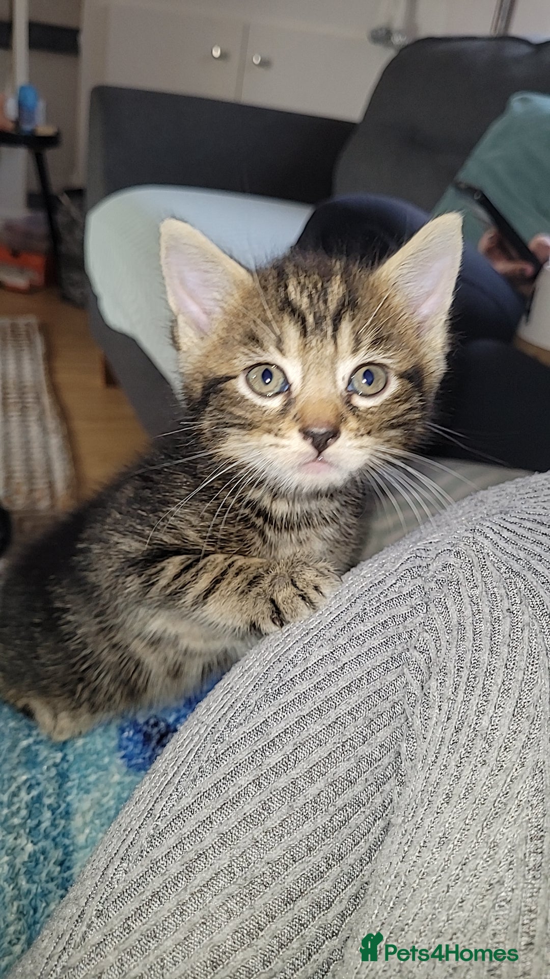 Mixed Breed cats for sale: Beautiful mixed kittens 2 boys 2 girl - Image 1