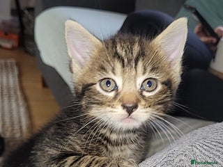 Mixed Breed cats - Advert 34