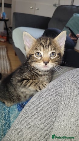 Mixed Breed cats - Advert 18