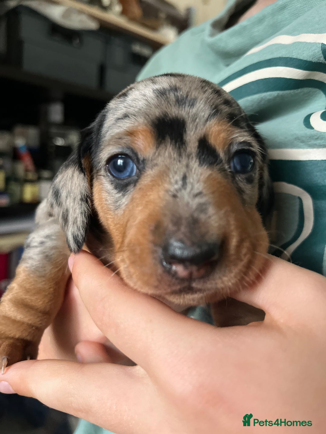 Miniature Dachshund dogs for sale: Gorgeous Miniature Daschund Puppies  - Image 9