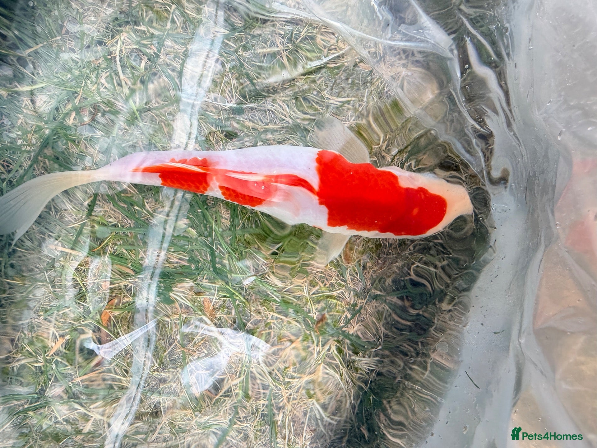 Koi Carp fish Japanese Koi Carp & Colourful Goldfish - 15 fish - Advert 2