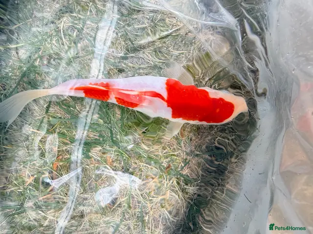 Koi Carp fish Japanese Koi Carp & Colourful Goldfish - 15 fish - Advert 2