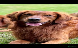 Golden Retriever dogs for sale: Confirmed Pregnancy Litter - Puppies Due Soon - Image 8