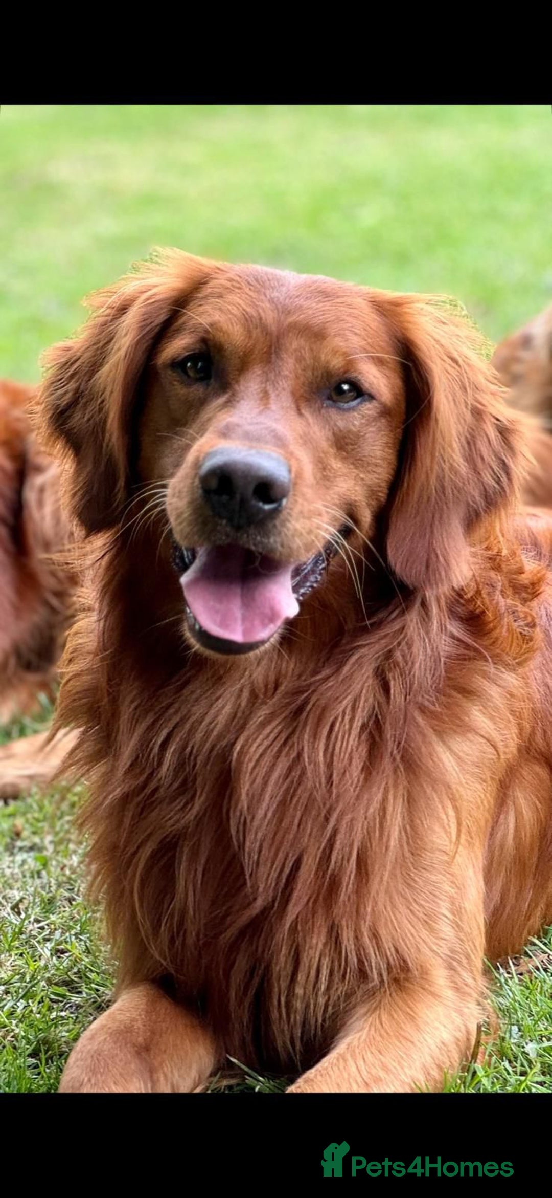 Golden Retriever dogs for sale: Confirmed Pregnancy Litter - Puppies Due Soon - Image 8
