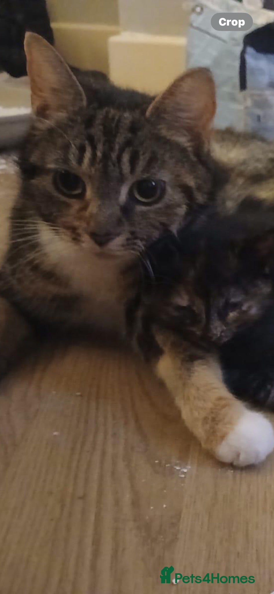 Mixed Breed cats 4 healthy rescue kittens available to reserve - Advert 1