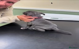 Staffordshire Bull Terrier dogs for sale: Staffordshire bull terrier babies - Image 7