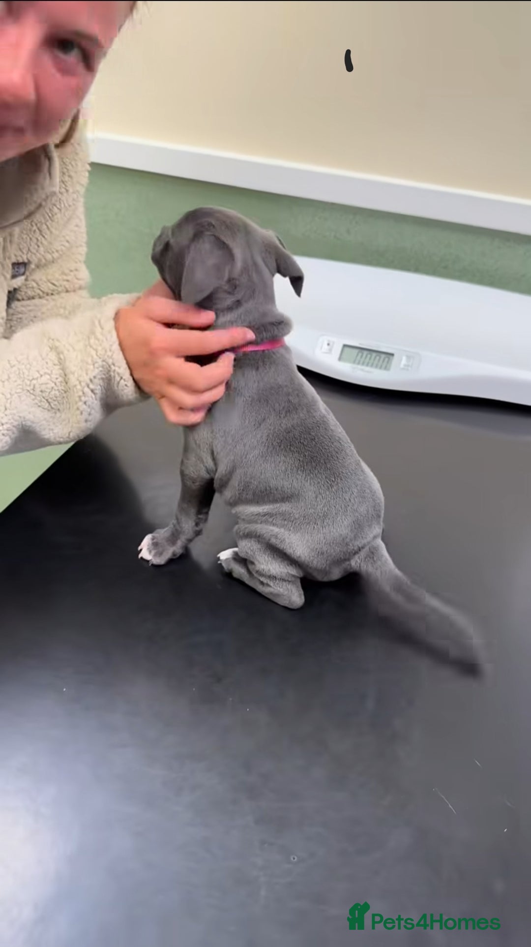 Staffordshire Bull Terrier dogs for sale: Staffordshire bull terrier babies - Image 7