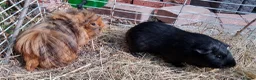 Guinea Pig rodents for sale: Single Peruvian boar and bonded mixed bead pair - Advert 6