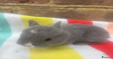 Netherland Dwarf rabbits - Advert 3