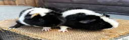 Guinea Pig rodents for sale: Guinea pigs - Advert 5