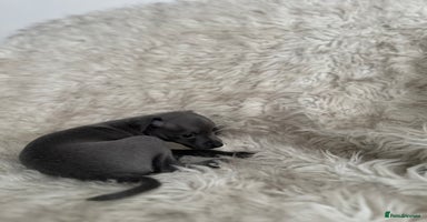 Italian Greyhound dogs - Advert 11