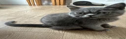 British Shorthair cats for sale: LAST PUREBRED BSH BOY  - Advert 9