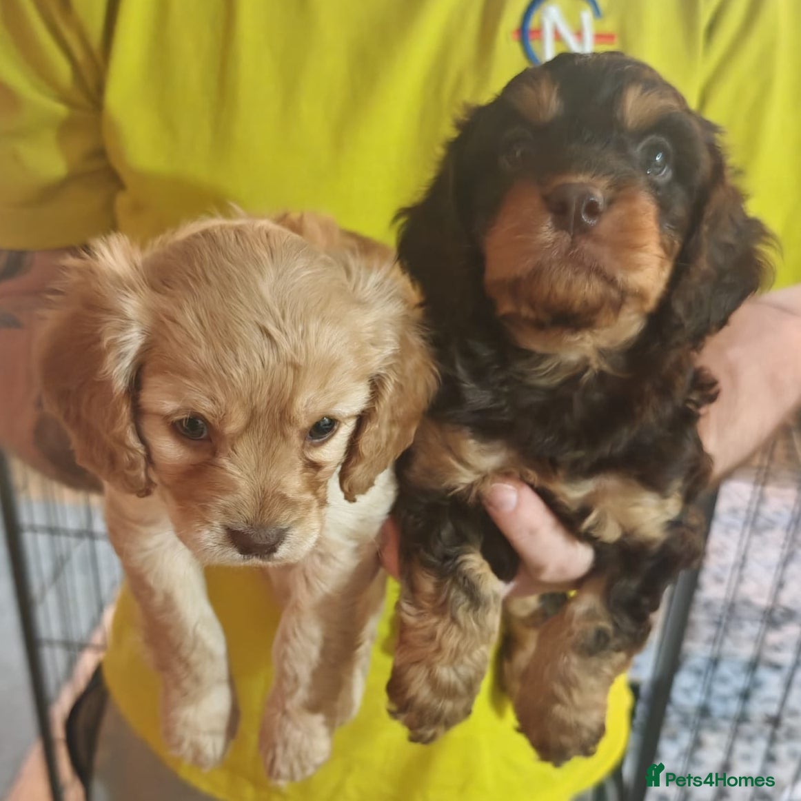 Cavapoo dogs Healthy F1 Cavapoo Puppies  - Advert 14