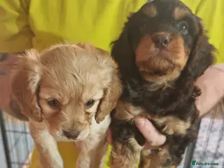 Cavapoo dogs Healthy F1 Cavapoo Puppies - Advert 14