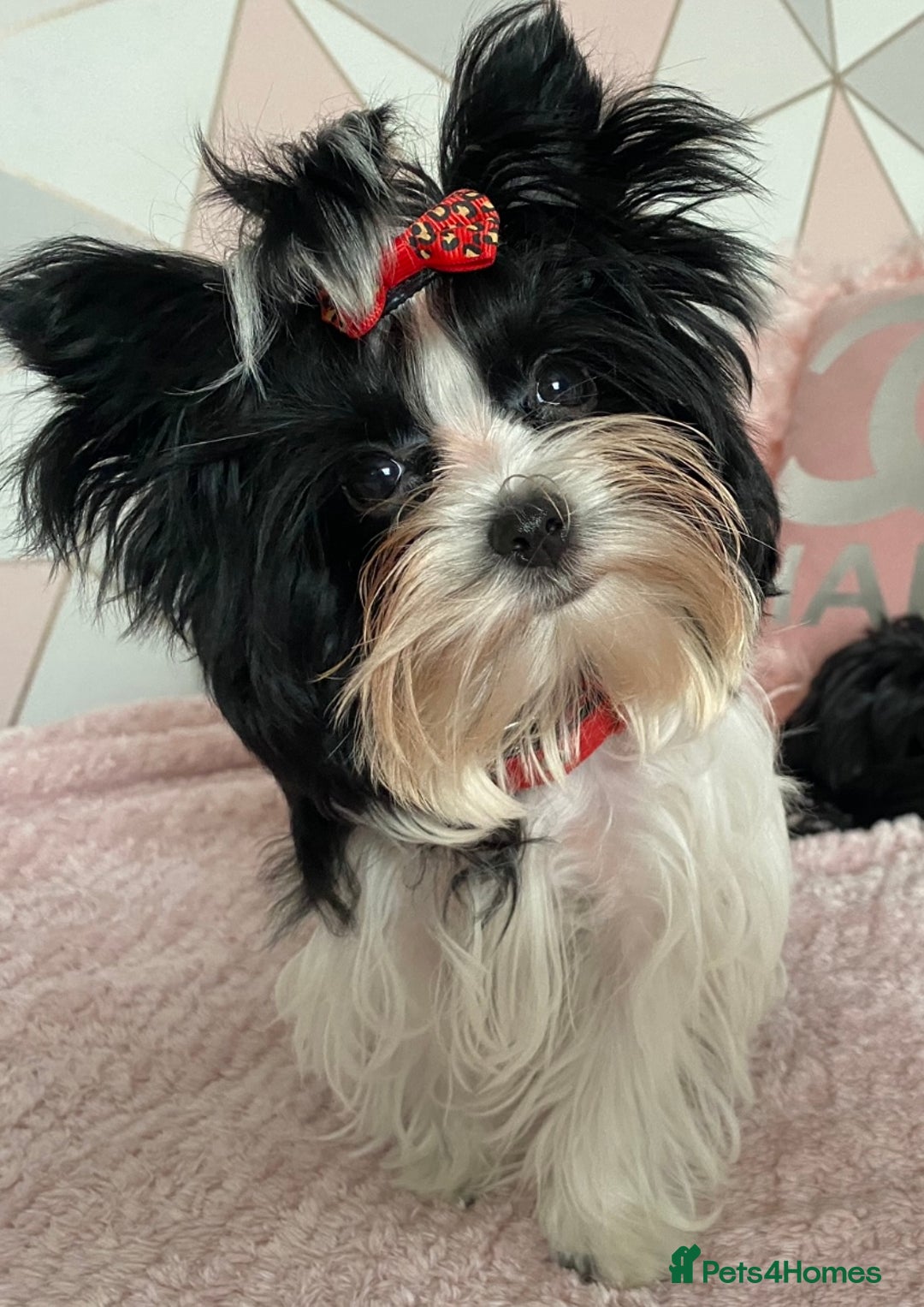 Yorkshire Terrier dogs for sale: Beautiful very small xxxs Biewer Yorkshire Terrier - Image 28