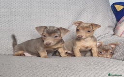 Jack Russell dogs for sale: Miniature jack Russell's only 3 available now - Image 7