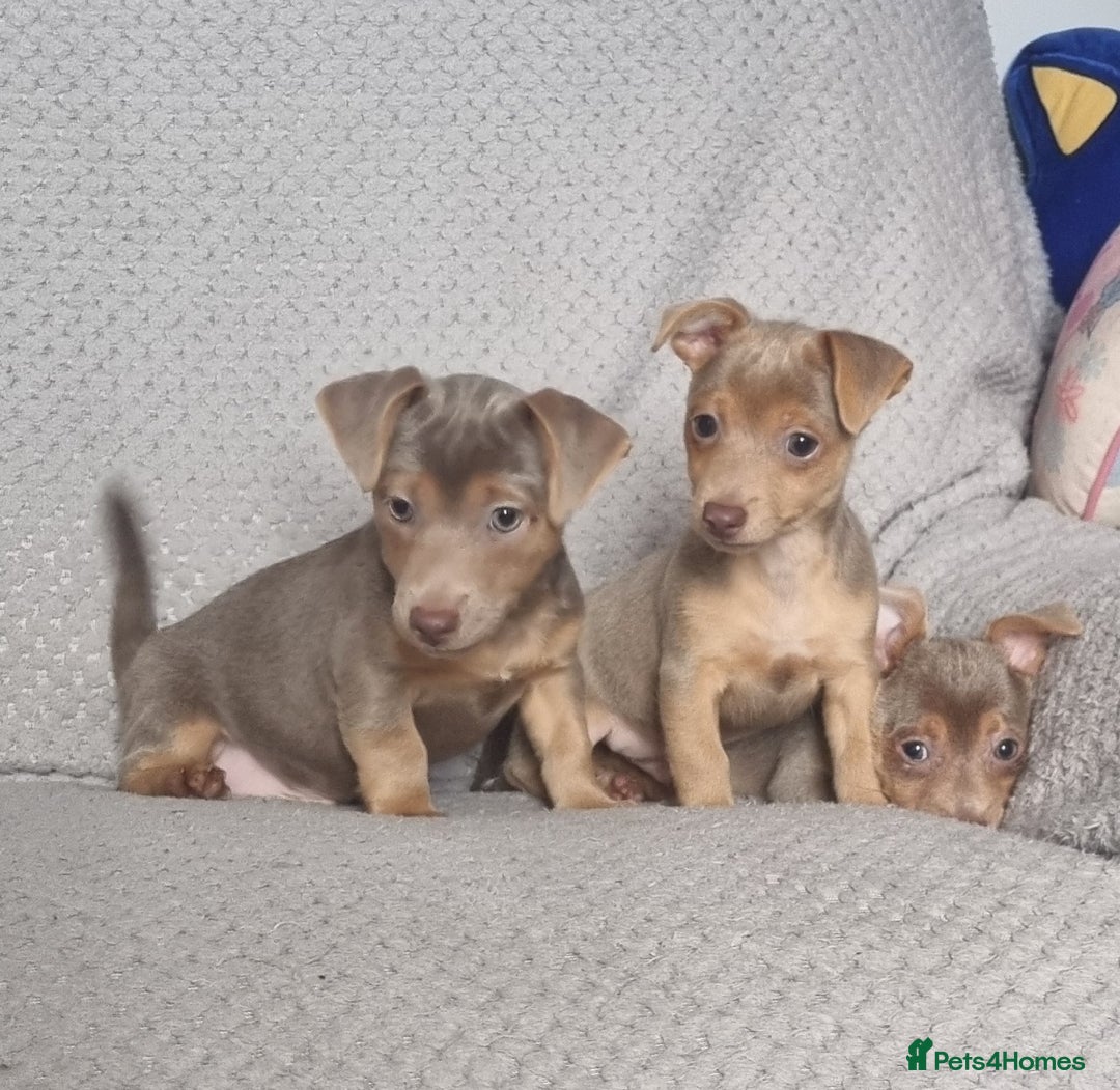 Jack Russell dogs for sale: Miniature jack Russell's only 3 available now - Image 7