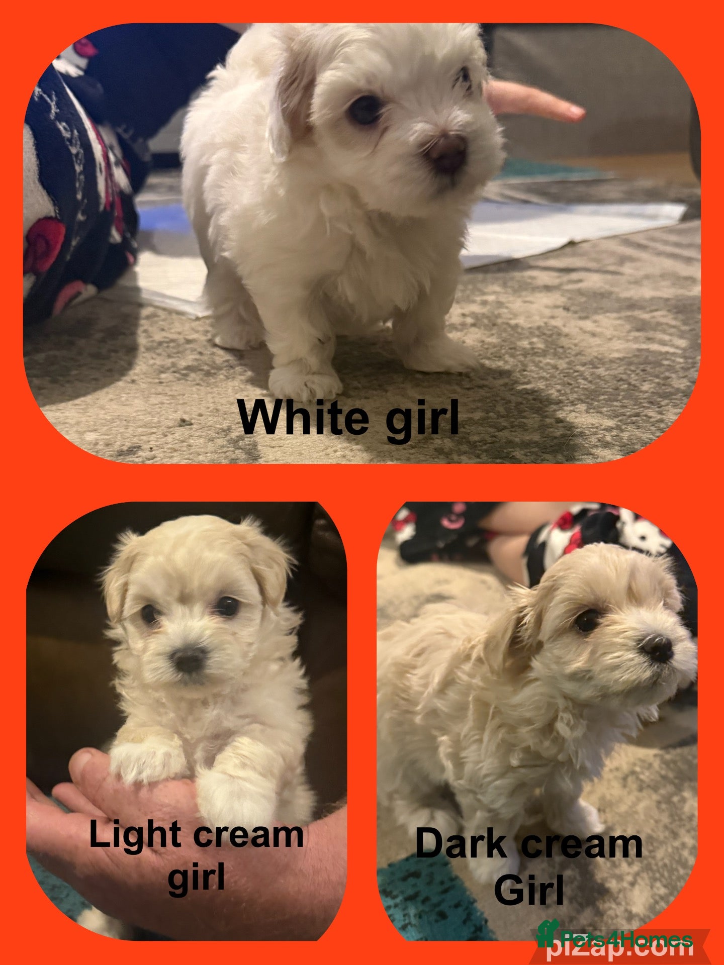 Maltipoo dogs Beautiful maltipoo puppies - Advert 18