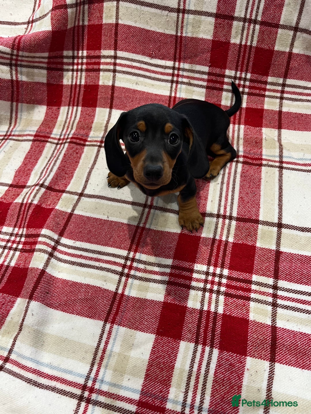 Miniature Dachshund dogs for sale: Miniature Dachshund puppies for sale - Advert 19