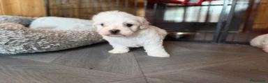 Maltese 3