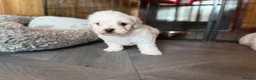 Maltese dogs for sale: 🐶 5 Beautiful Maltese🤍 in Coventry - Advert 12