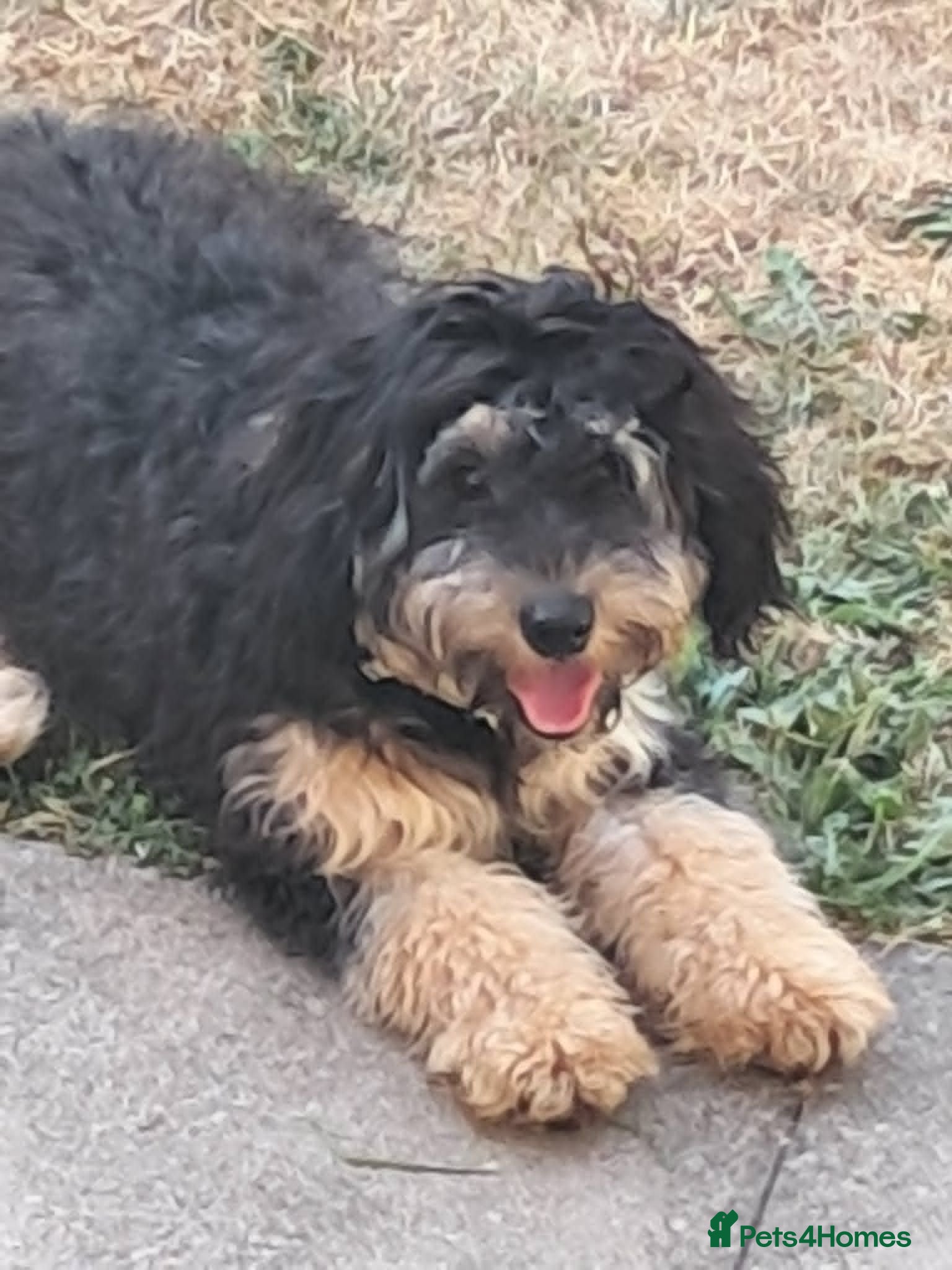 Mixed Breed dogs coco Doodle / Doberman - Advert 6
