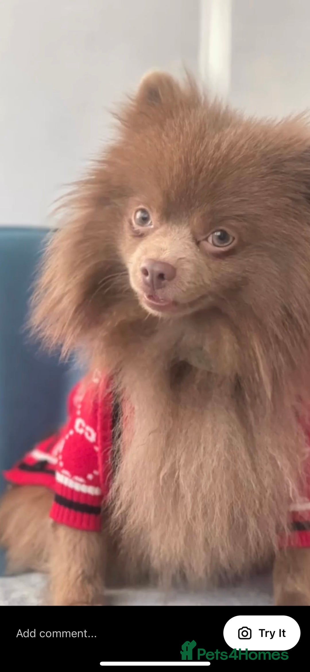 Pomeranian dogs for stud: Kai Kai lilac boy 💜  ( STUD ONLY ) (PROVEN)  in Liverpool - Advert 15