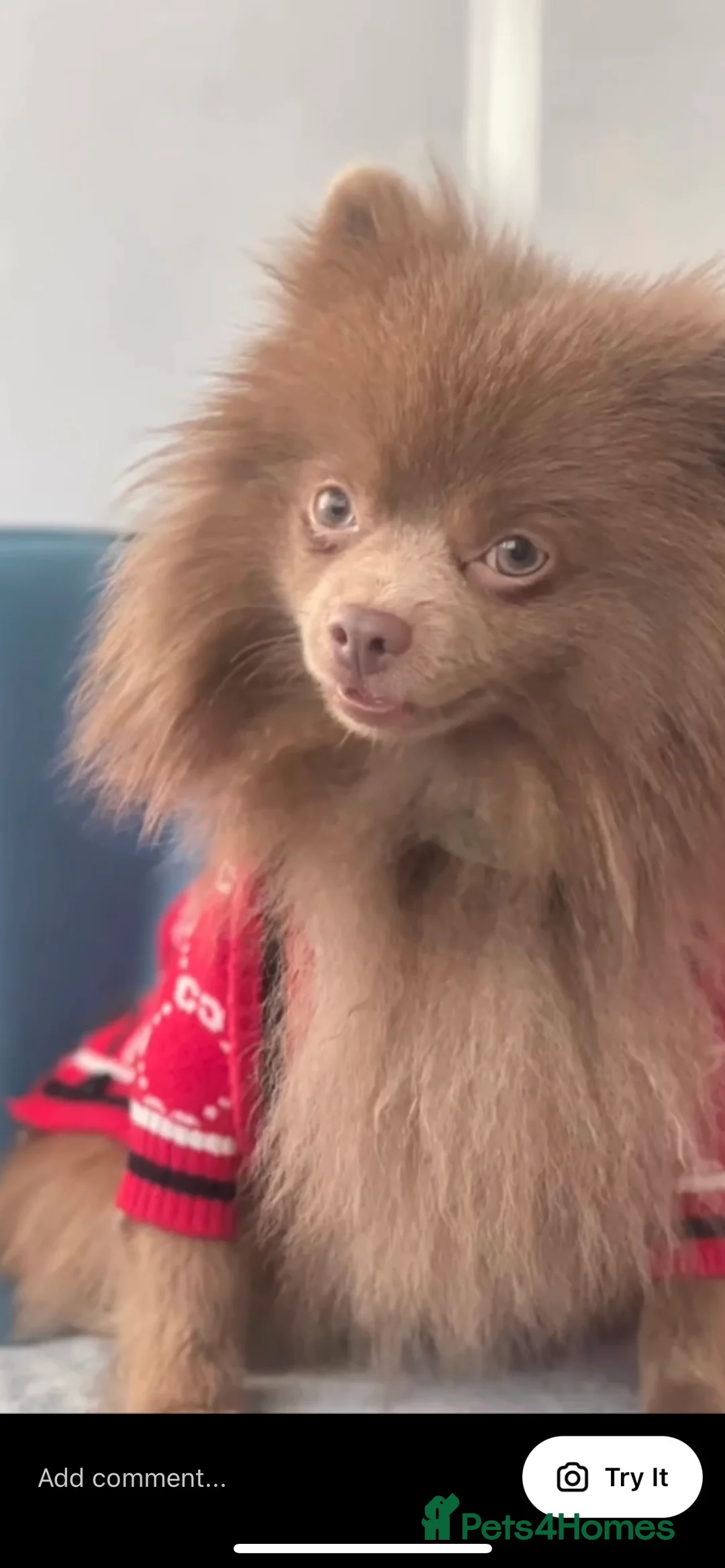 Pomeranian dogs for stud: Kai Kai lilac boy 💜  ( STUD ONLY ) (PROVEN)  in Liverpool - Advert 15