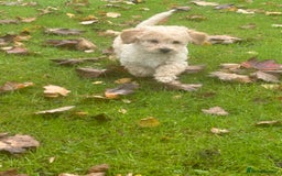 Poochon dogs for sale: Beautiful F1 Poochons - Image 4