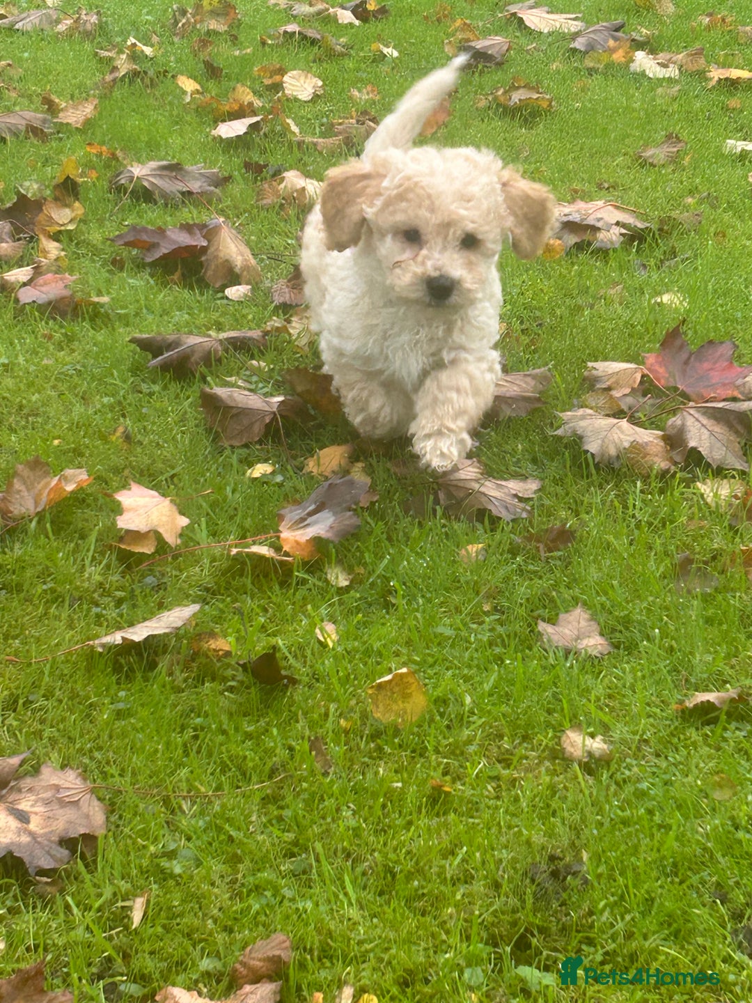 Poochon dogs for sale: Beautiful F1 Poochons - Image 4