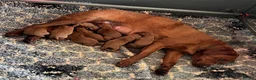Labrador Retriever dogs for sale: DARK RED KC LABRADOR PUPPIES - LICENSED BREEDER  - Advert 3