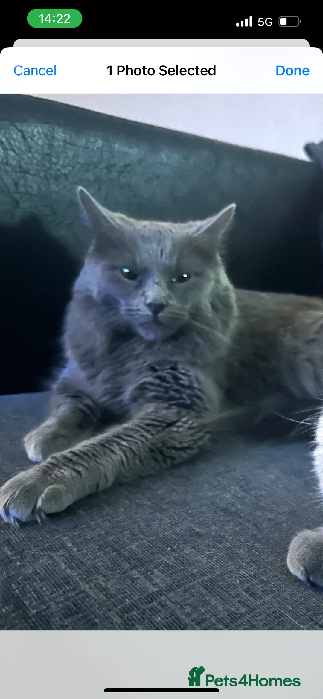 Ragdoll cats for sale: give one of these rare ragdolls a forever home  - Advert 1