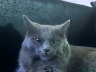 Ragdoll cats give one of these rare ragdolls a forever home - Advert 2