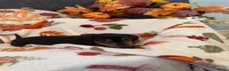 Dachshund dogs for sale: Miniature Dachshundd - Advert 5