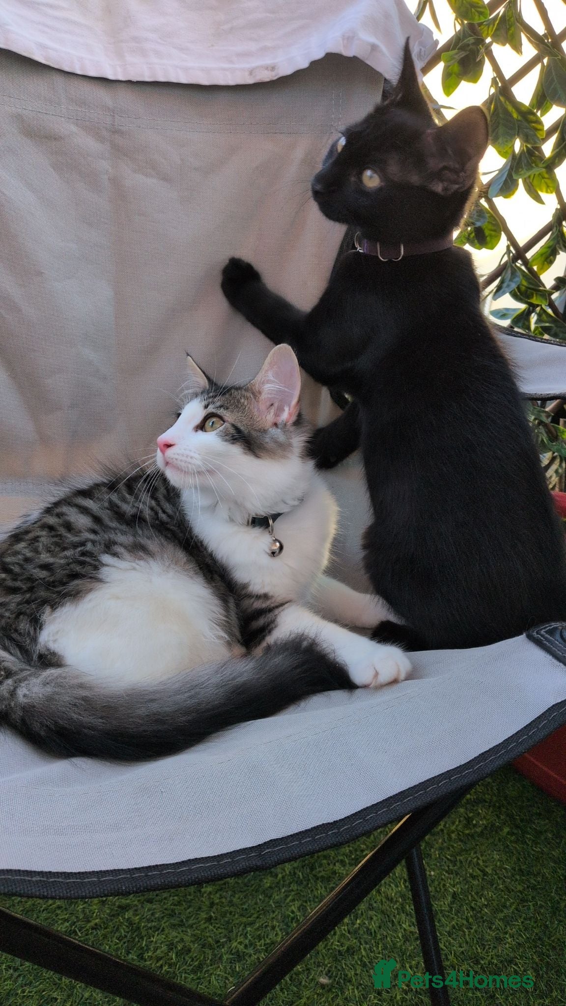 Mixed Breed cats Brothers to a good home  - Advert 3