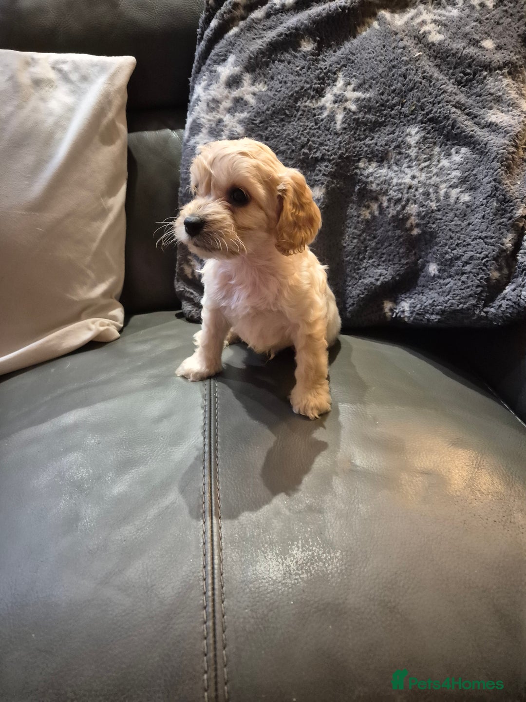 Cockapoo dogs for sale: F1 cockapoo's - ready next week  - Advert 12