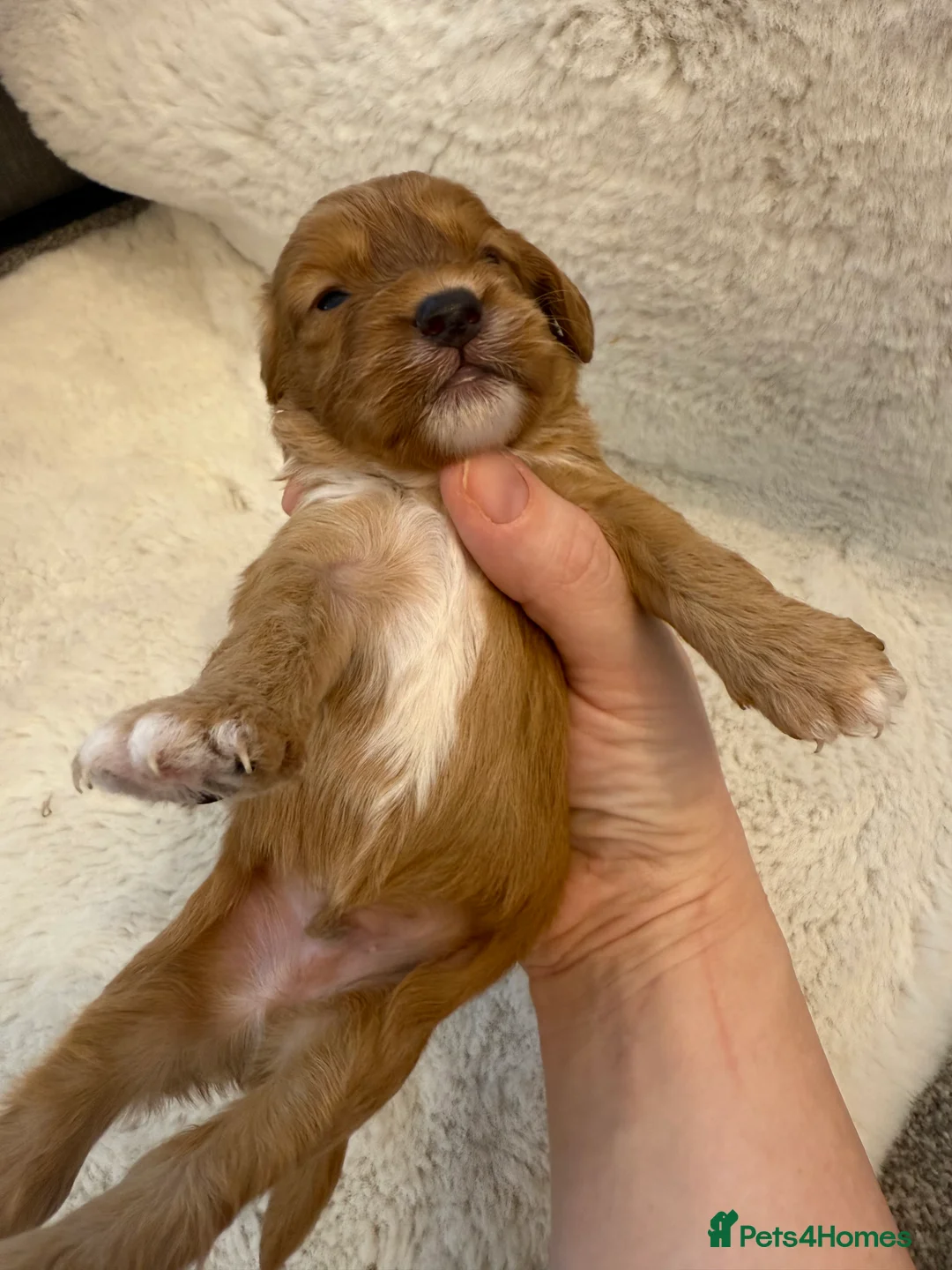 Cockapoo dogs for sale: F1 stunning cockerpoo puppies - Advert 28