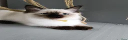 Ragdoll cats for sale: GCCF Registered Ragdoll Kittens  - Advert 9