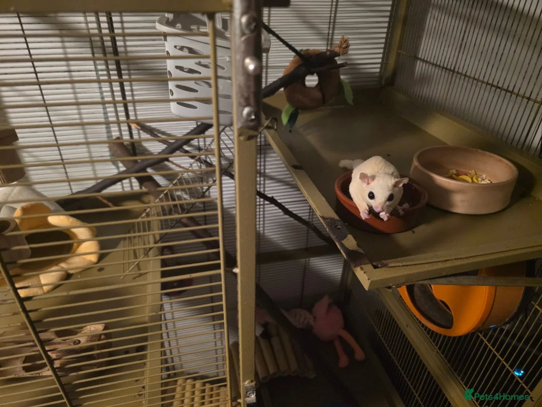 Mixed Breed livestock for sale: Sugar Glider Female in Gillingham - Advert 4