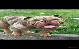 English Bulldog dogs for sale: 🐶🔥 English Bulldogs ready to go 🔥🐶 REDUCED!! - Image 9