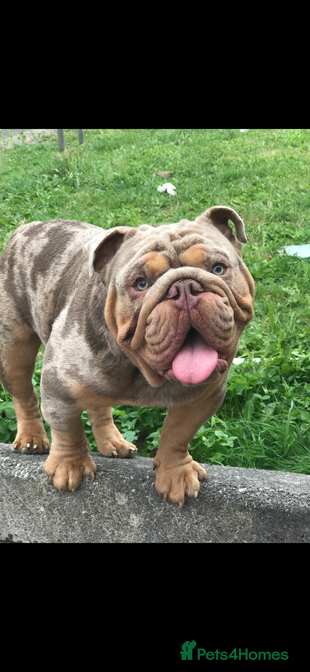 English Bulldog dogs for sale: 🐶🔥 English Bulldogs ready to go 🔥🐶 REDUCED!! - Image 9