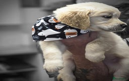 Golden Retriever dogs for sale: Beautiful KC Golden Retriever Babies  - Image 14