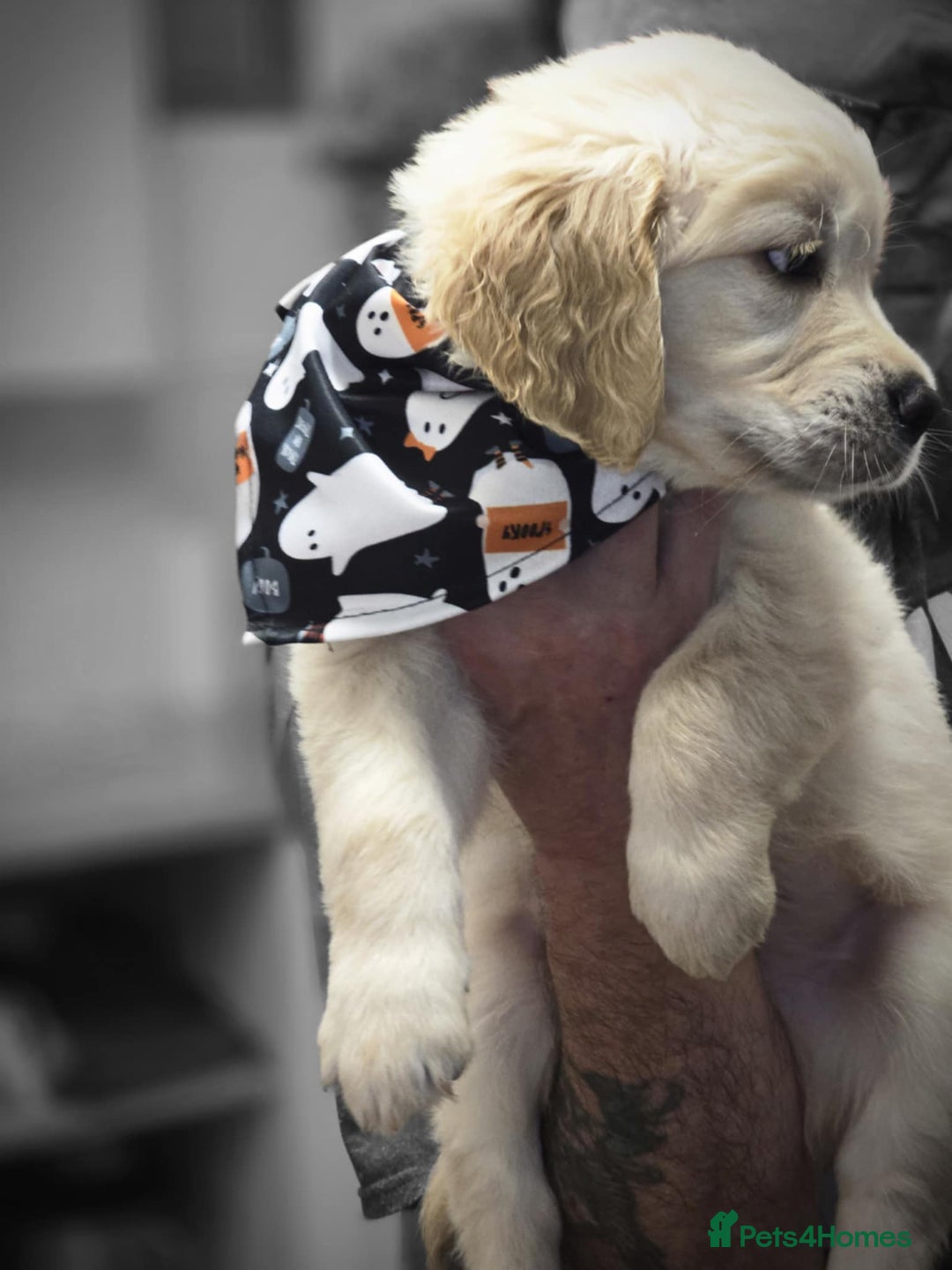 Golden Retriever dogs for sale: Beautiful KC Golden Retriever Babies  - Image 14