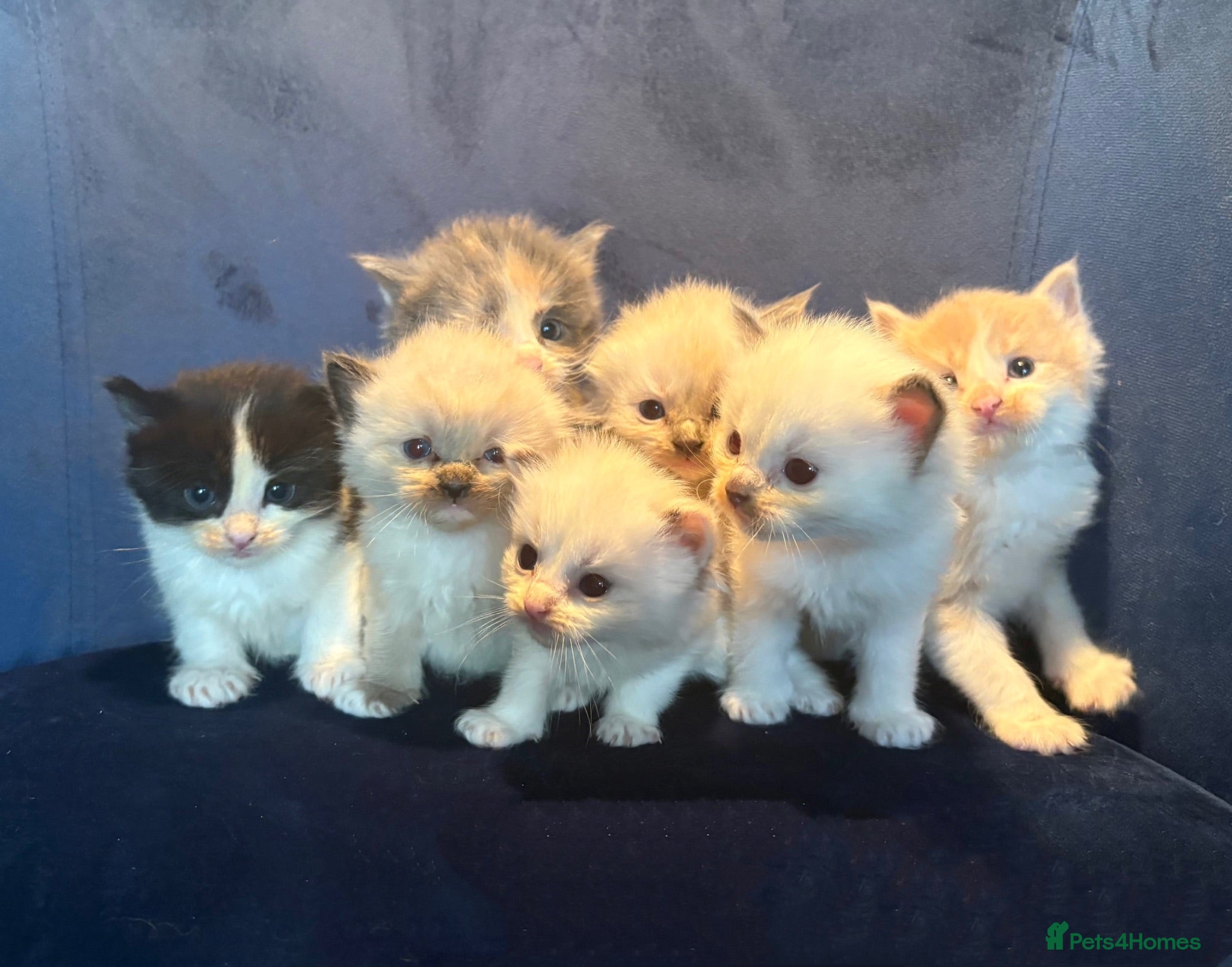 Ragdoll cats Beautiful Ragdoll Kittens - Advert 1