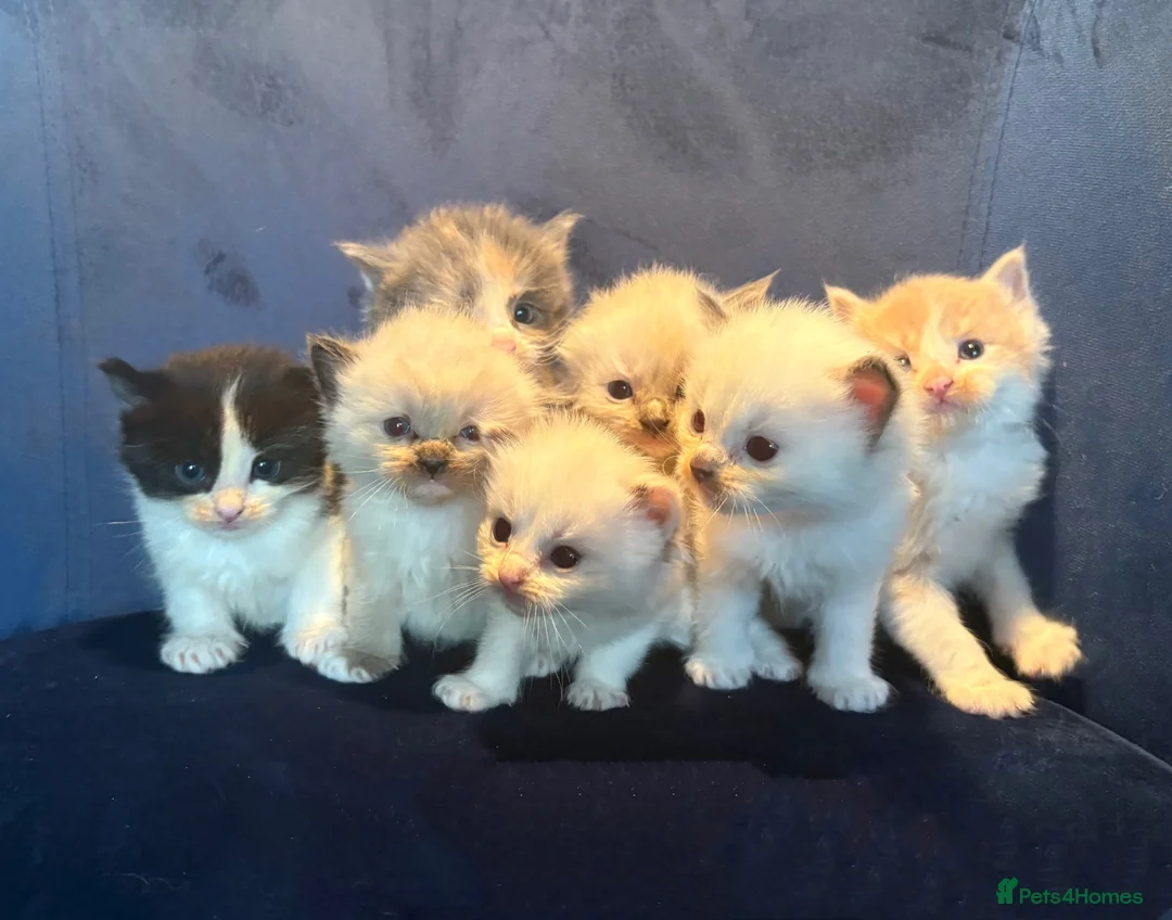 Ragdoll cats for sale: Seven Beautiful Ragdoll Kittens - Advert 1