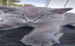 British Shorthair cats for sale: Beautiful British shorthair litter - Image 6