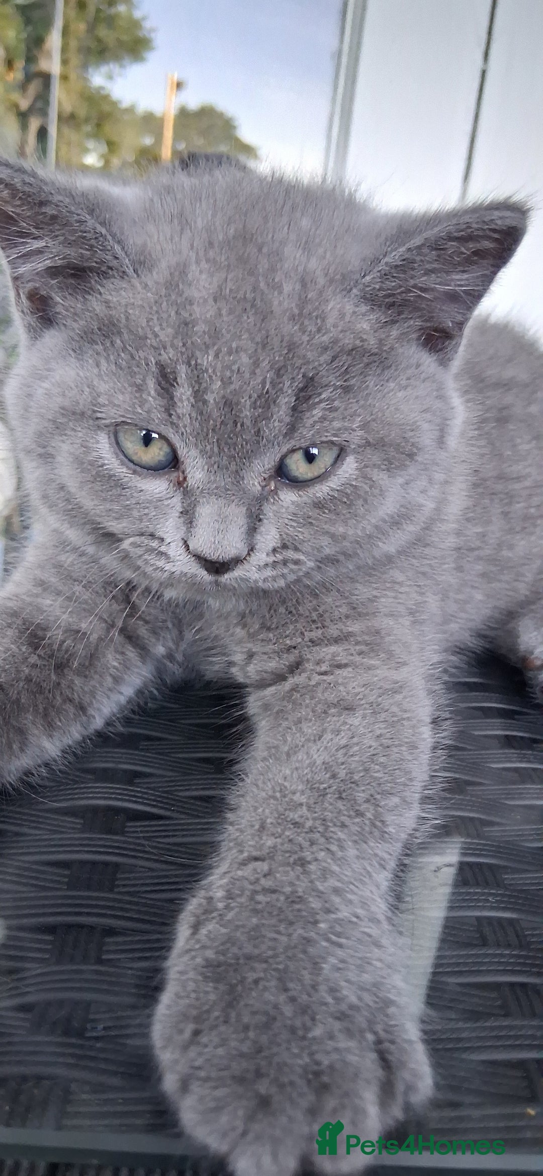 British Shorthair cats for sale: Beautiful British shorthair litter - Image 6
